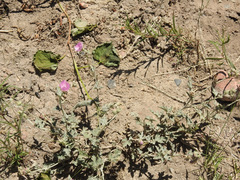 Sphaeralcea mendocina
