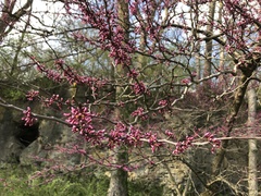 Cercis canadensis