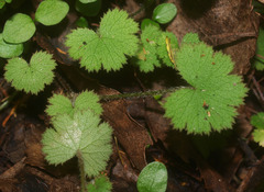 Hydrocotyle moschata moschata