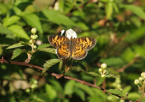 Pearl Crescent photographed in South Carolina