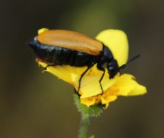 Prolytta pallidipennis