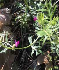 Vicia sativa
