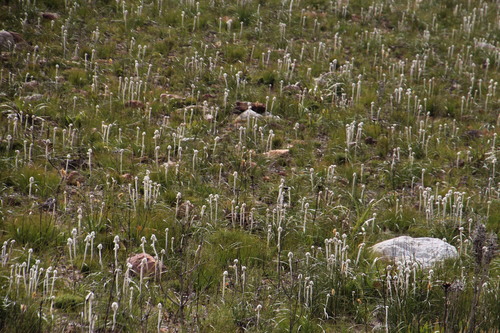 Lambstails (Family Lanariaceae) · iNaturalist