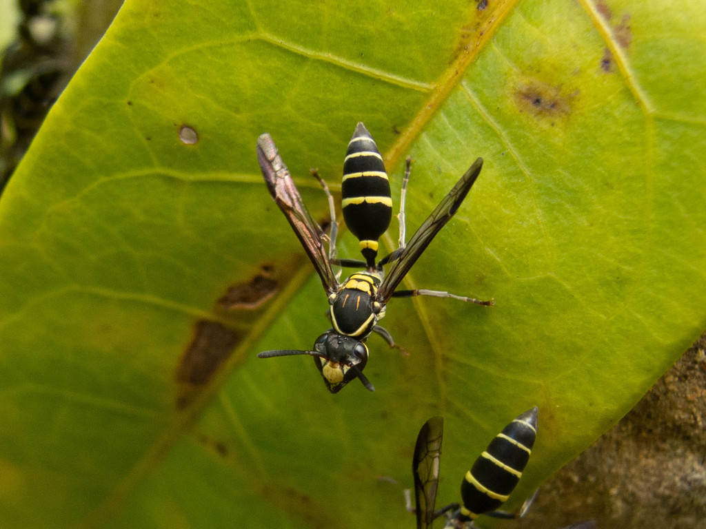 Yellowbanded Polybia Wasp from Camaçari BA, Brasil on April 7, 2021