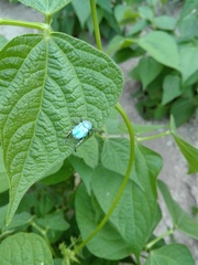 Hoplia coerulea