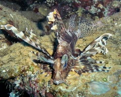 Lionfish