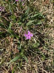 Phlox