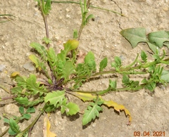 Sisymbrium runcinatum