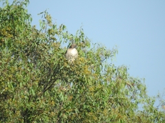 Buteo jamaicensis
