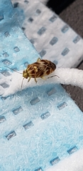 Tropidosteptes quercicola