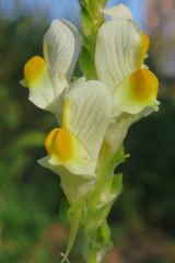 Linaria hirta