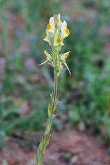 Linaria hirta