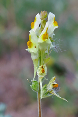 Linaria hirta