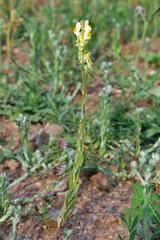 Linaria hirta