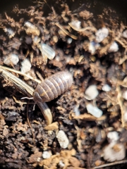 Armadillidium vulgare