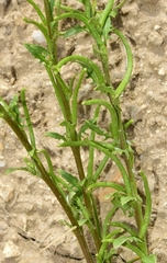 Sisymbrium runcinatum