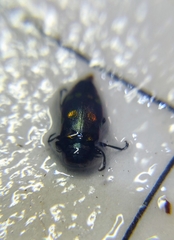 Chrysobothris chrysoela