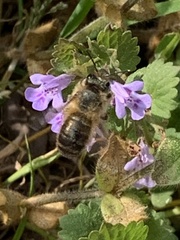 Osmia cornifrons
