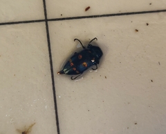 Chrysobothris chrysoela