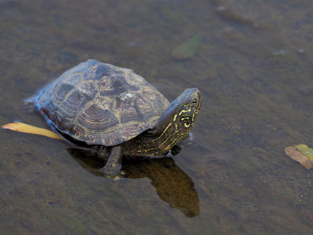 Chinese Pond Turtle (Turtles and Tortoises of China) · iNaturalist