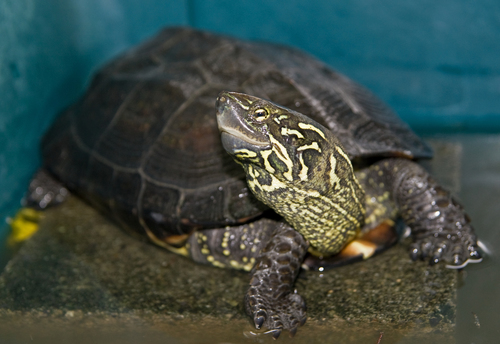 Chinese Pond Turtle (Turtles and Tortoises of China) · iNaturalist