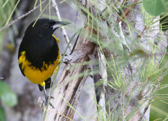 Bahama Oriole photo 2