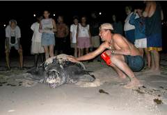 Dermochelys coriacea