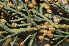 Cupressus bakeri