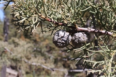 Cupressus bakeri