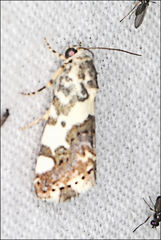 Acontia clerana
