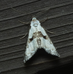 Nigetia formosalis
