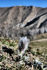 Pulsatilla halleri