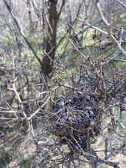 Auriparus flaviceps