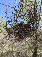 Auriparus flaviceps