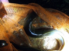 Anguilla dieffenbachii