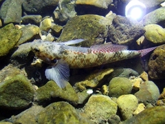 Gobiomorphus huttoni