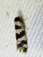 Lepidoscia characota