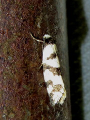 Lepidoscia characota