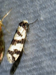 Lepidoscia characota