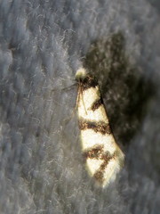 Lepidoscia characota