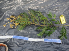 Machaerium nyctitans