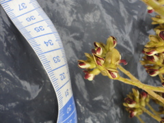 Machaerium nyctitans