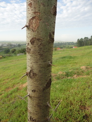 Machaerium nyctitans