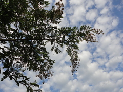 Machaerium nyctitans