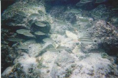 Haemulon scudderii