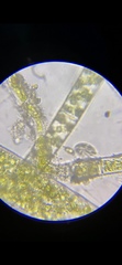 Spirotrichea
