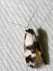 Cosmaresta archedora