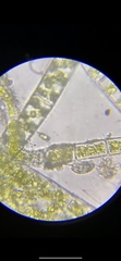 Spirotrichea