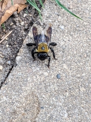 Xylocopa virginica
