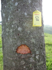 Cecropia pachystachya